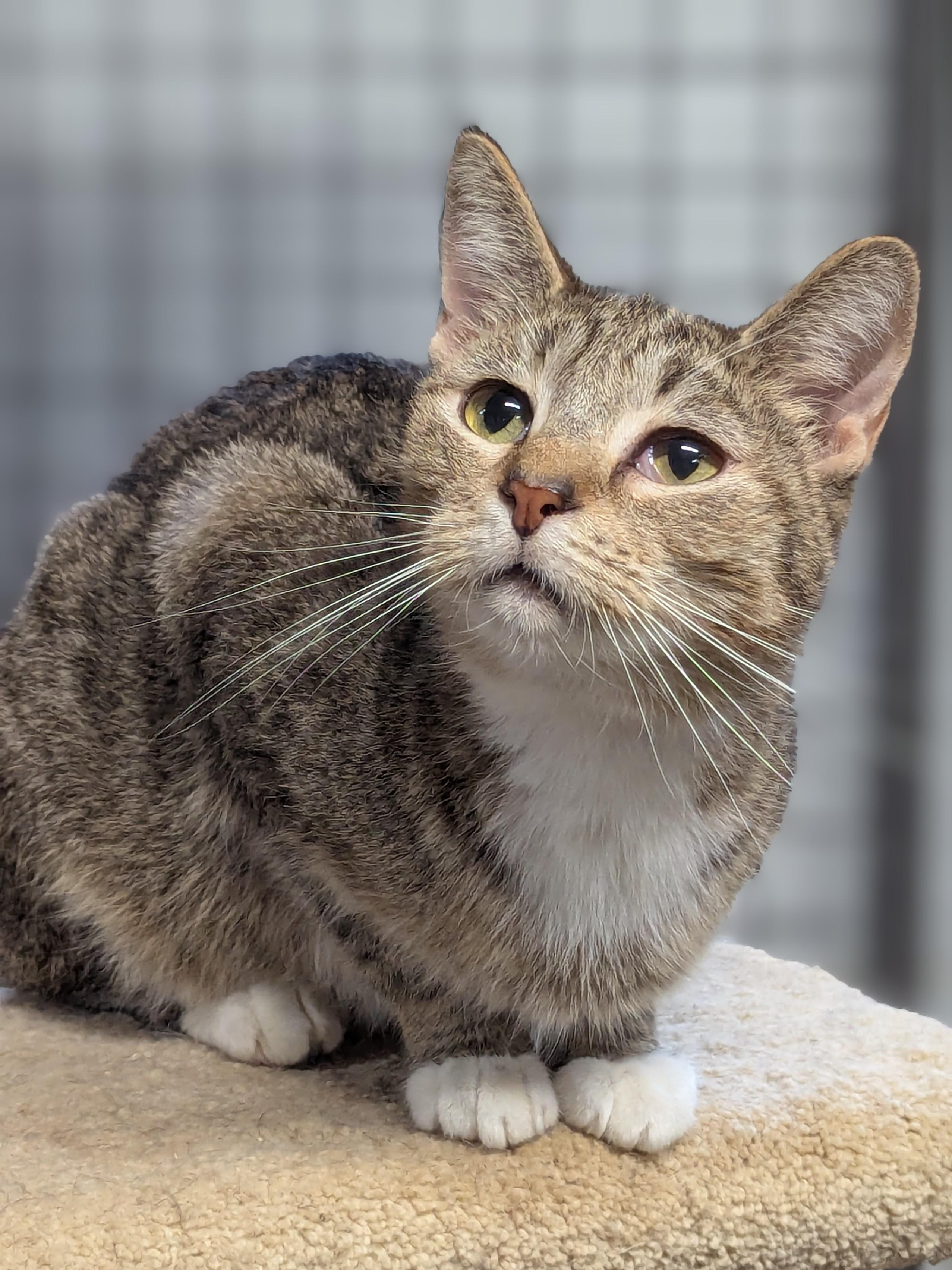 Enlarge Scoot, a Adoptable Domestic Short Hair in Beaverton, OR image 5/5