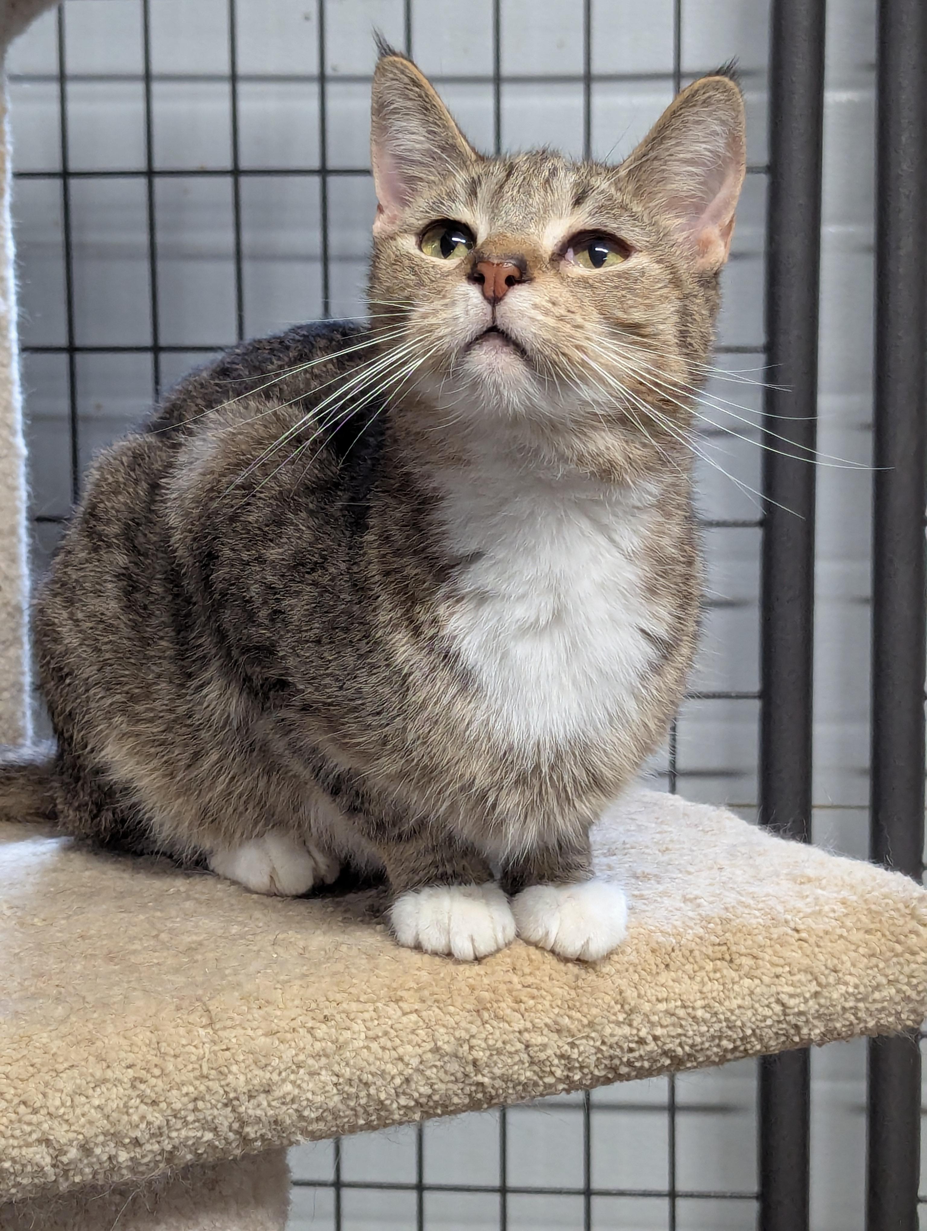 Enlarge Scoot, a Adoptable Domestic Short Hair in Beaverton, OR image 3/5