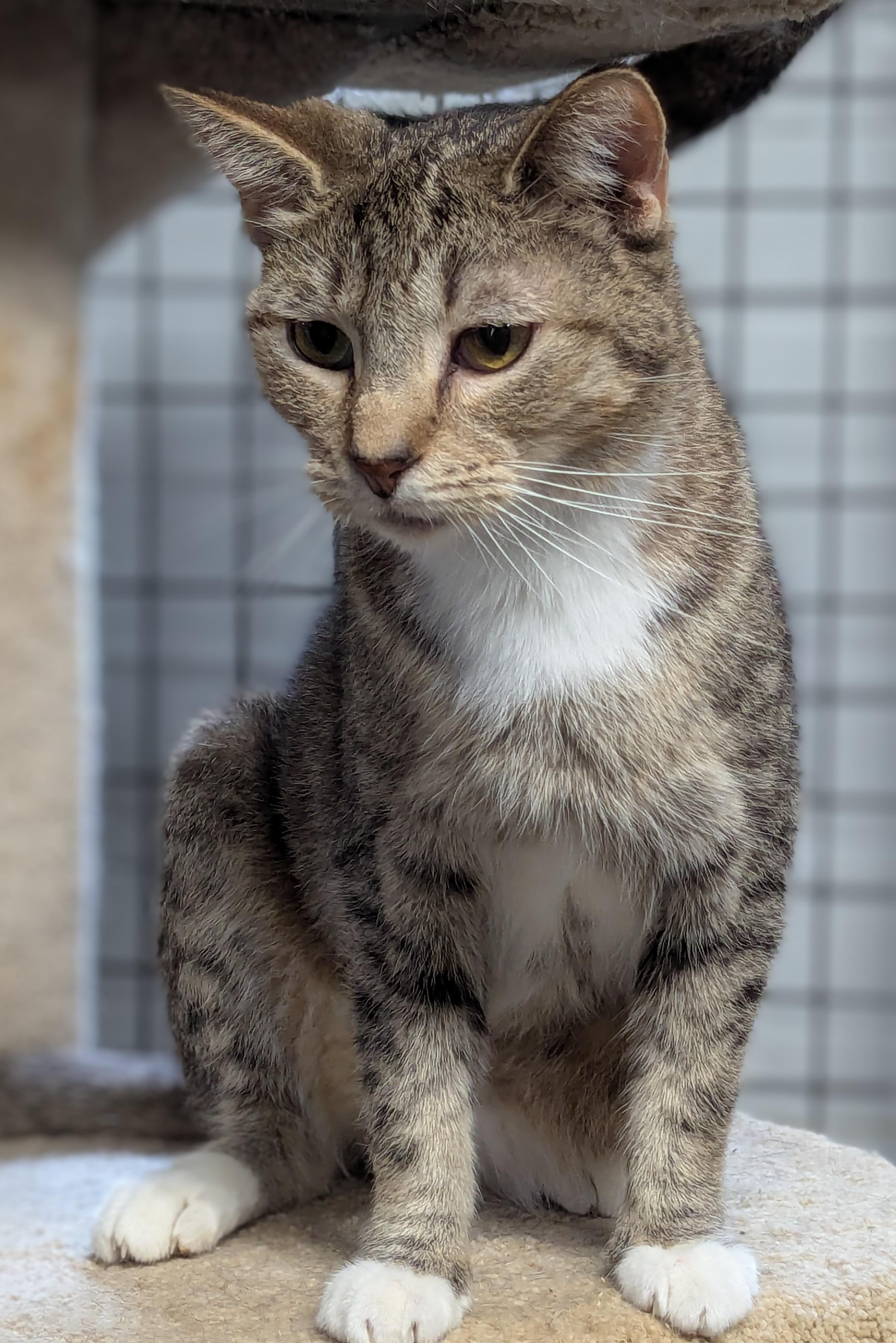 Enlarge Scoot, a Adoptable Domestic Short Hair in Beaverton, OR image 2/5