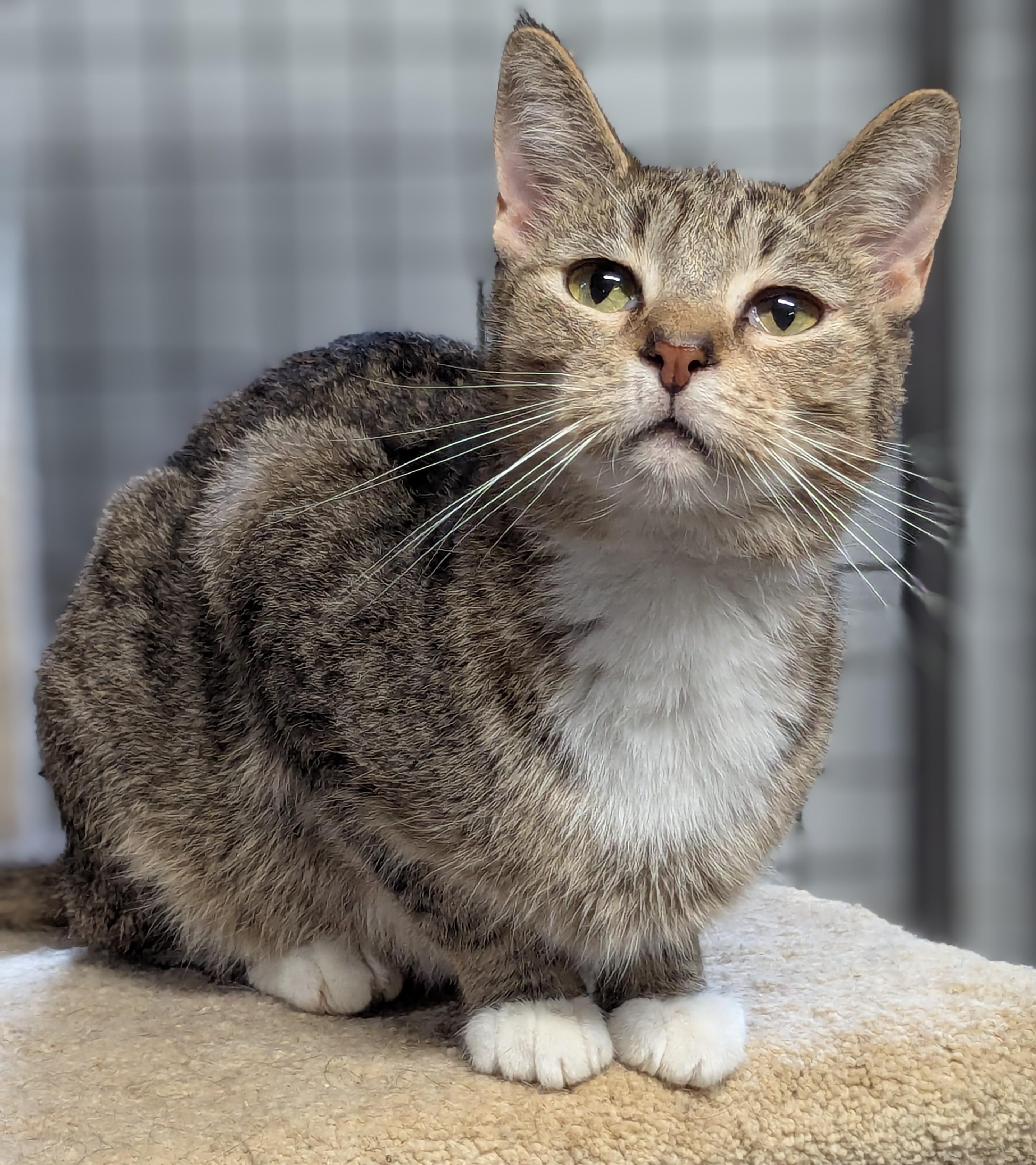 Enlarge Scoot, a Adoptable Domestic Short Hair in Beaverton, OR image 4/5
