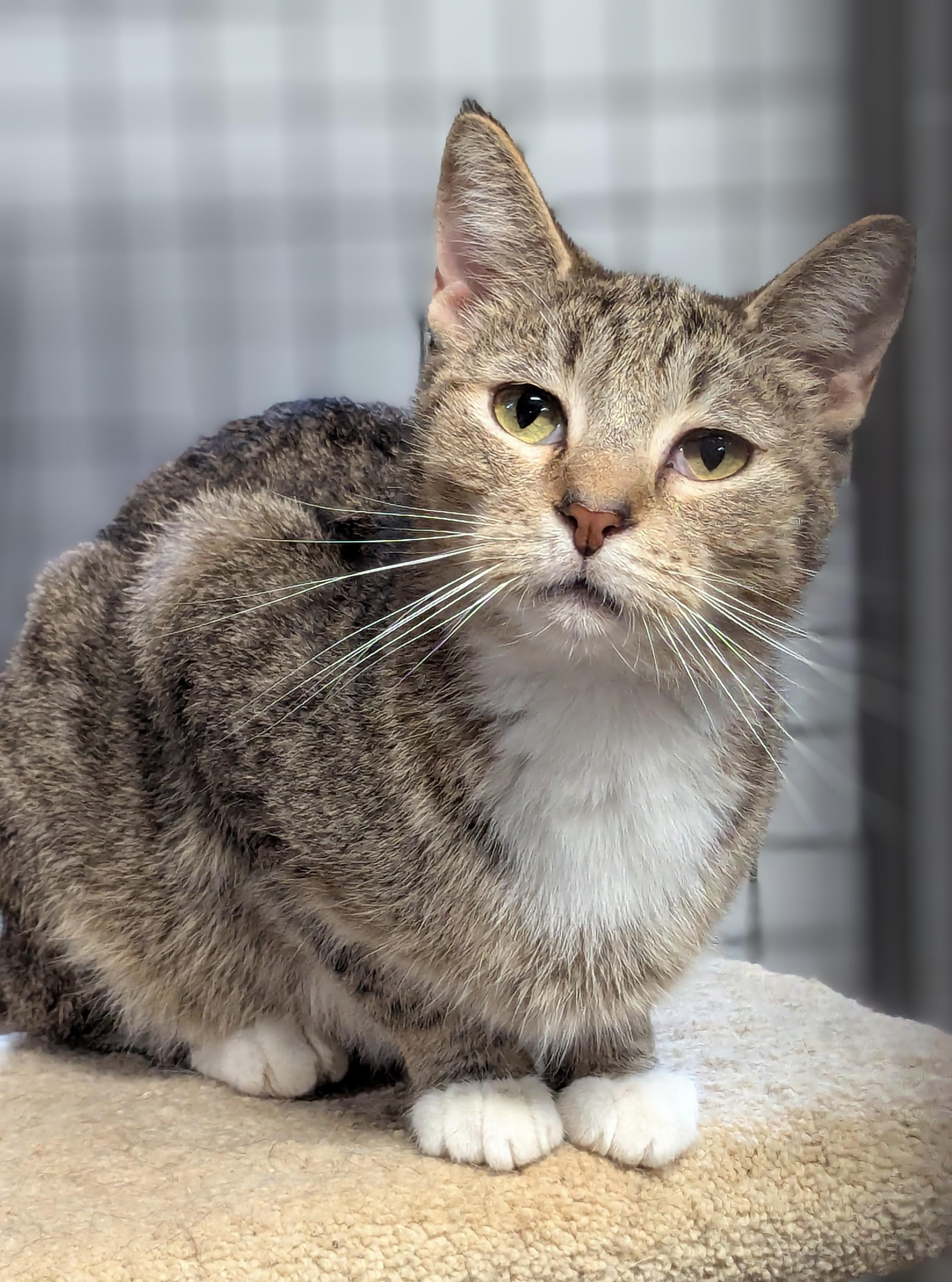 Scoot, Adoptable, Adult Male Domestic Short Hair.