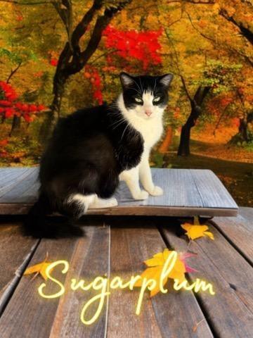 Sugar Plum, Adoptable, Adult Female Domestic Short Hair.