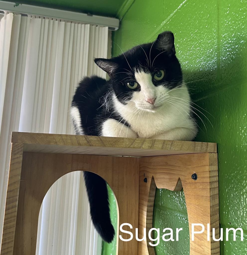 Enlarge Sugar Plum, a Adoptable mixed breed in Jim Thorpe, PA image 2/6