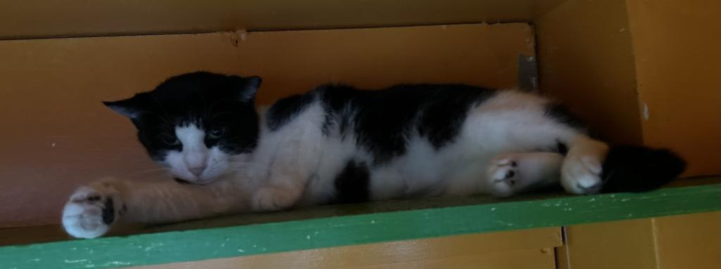 Enlarge Sugar Plum, a Adoptable mixed breed in Jim Thorpe, PA image 3/6