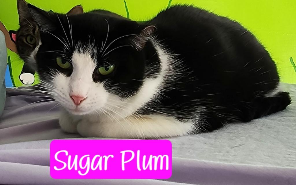 Enlarge Sugar Plum, a Adoptable mixed breed in Jim Thorpe, PA image 5/6