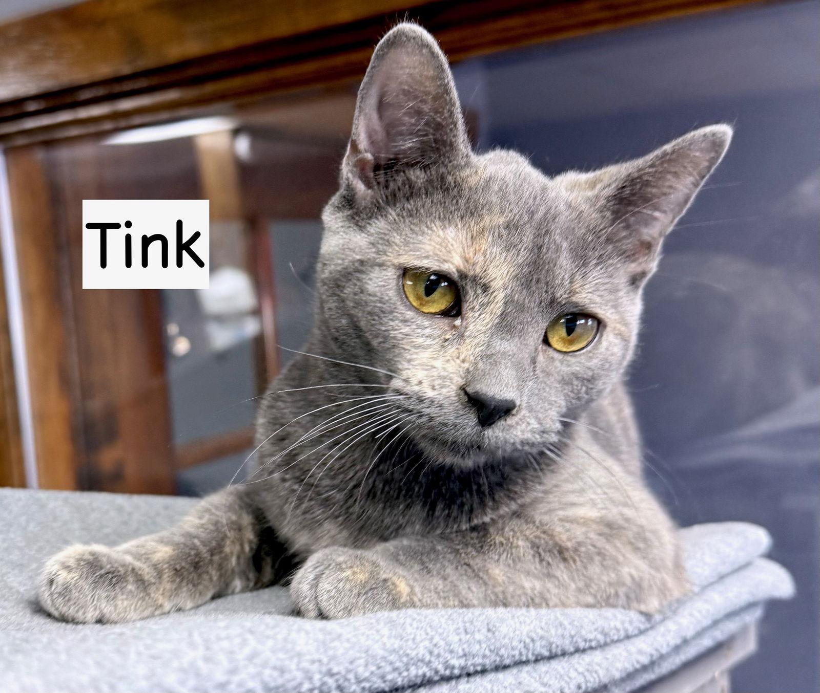 CAT-TINK, Adoptable, Young Female Domestic Medium Hair.