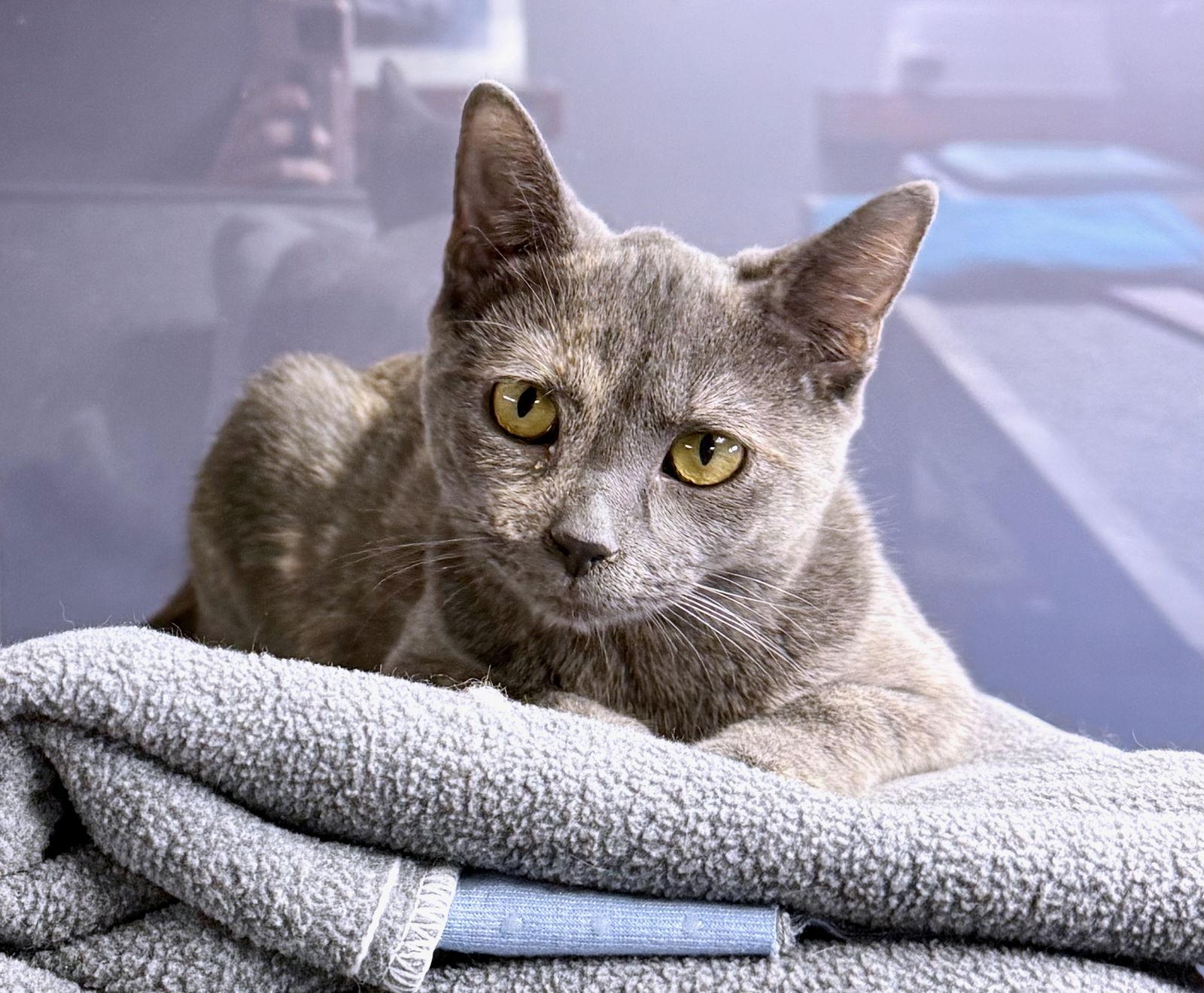 CAT-TINK, a Adoptable Domestic Medium Hair in GILBERTS, IL image 2/3