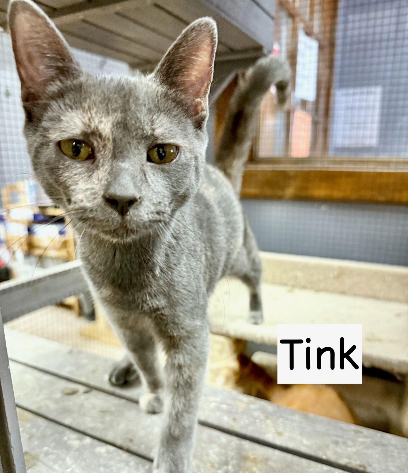 CAT-TINK, a Adoptable Domestic Medium Hair in GILBERTS, IL image 3/3