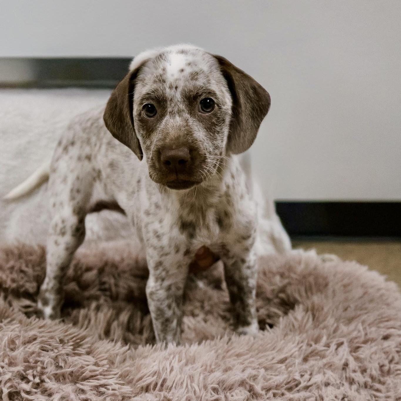 Dottie, ADOPTABLE, Puppy Female Dalmatian.