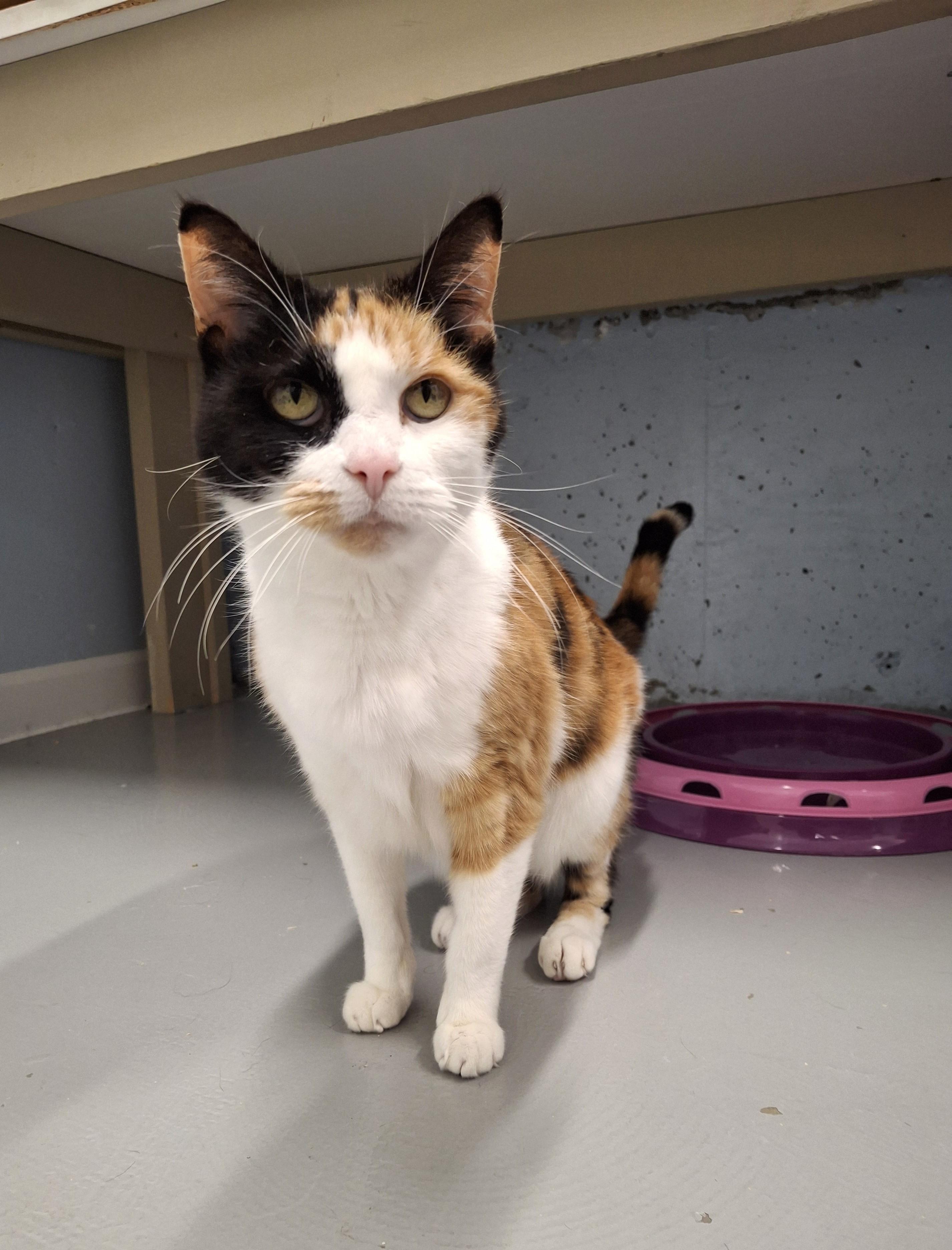 Enlarge Dolly, a Adopted Domestic Short Hair in Victoria, BC image 3/3