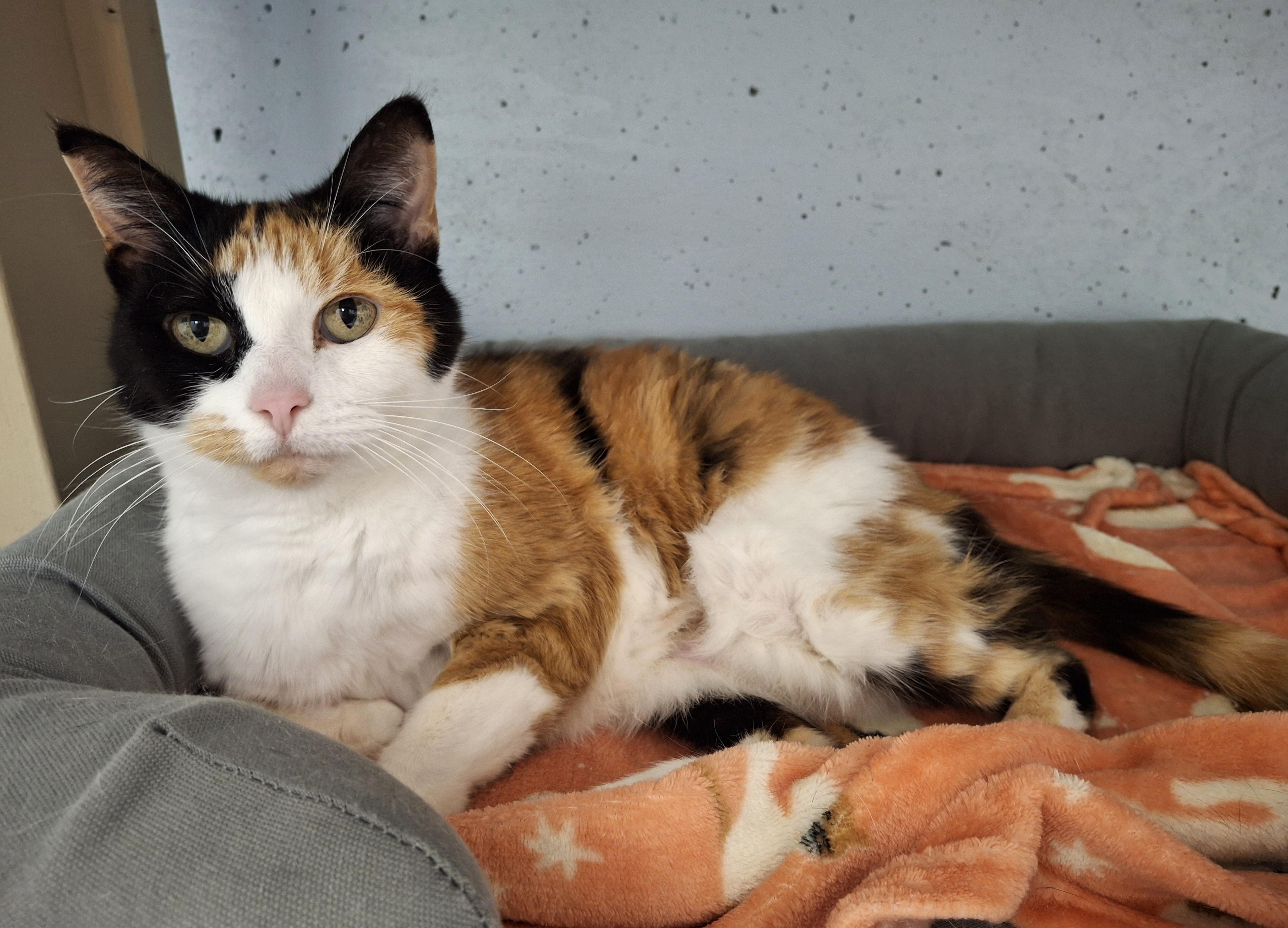 Enlarge Dolly, a Adopted Domestic Short Hair in Victoria, BC image 1/3