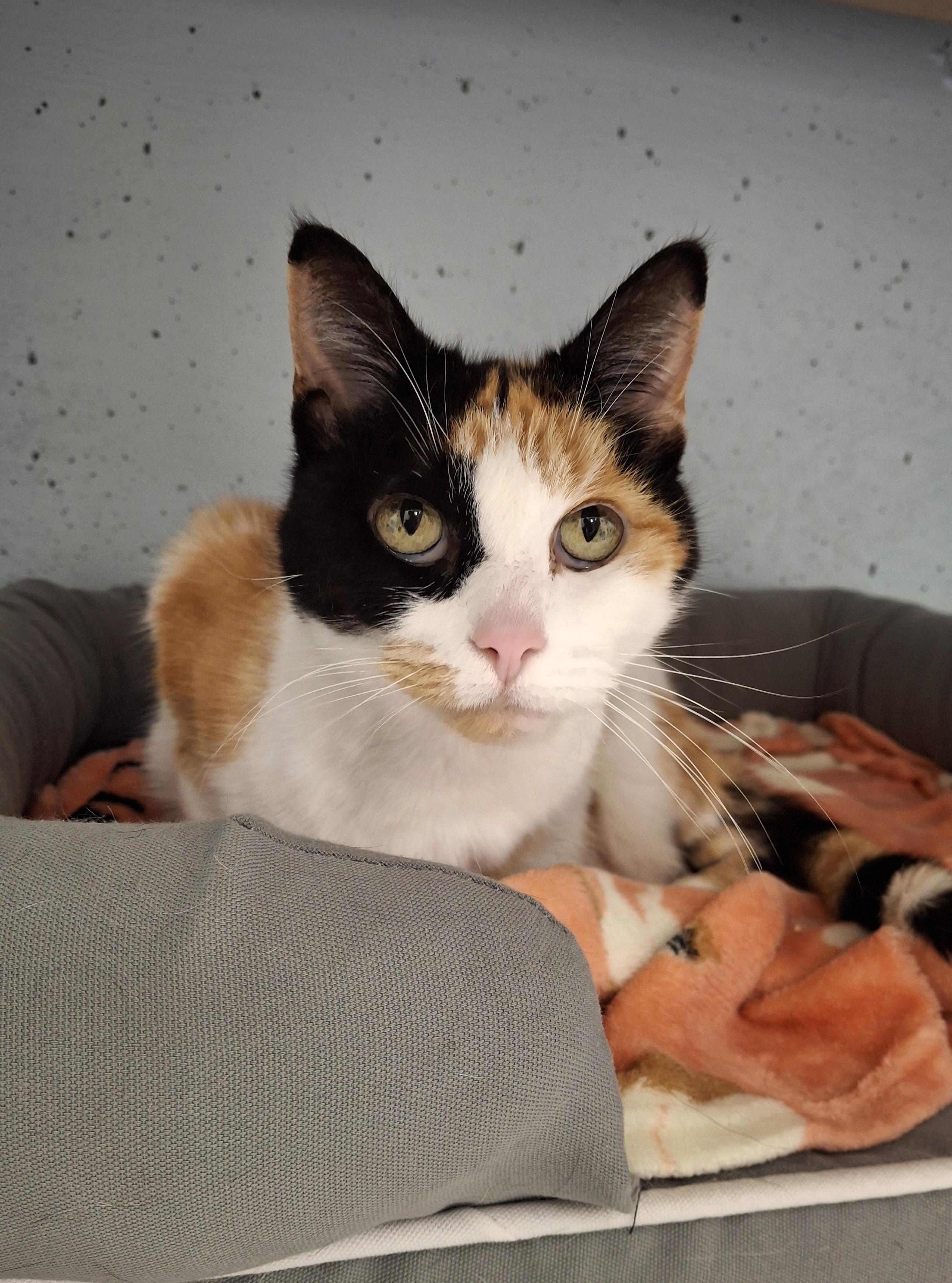 Enlarge Dolly, a Adopted Domestic Short Hair in Victoria, BC image 2/3