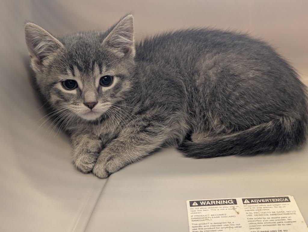 Enlarge Muffin Cakes, a Adoptable mixed breed in Havre, MT image 1/1