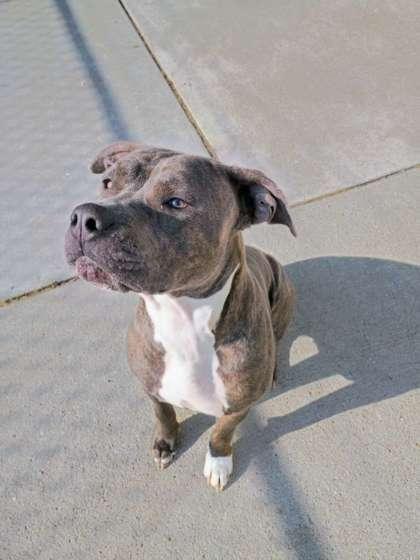 Marley, Adoptable, Adult Female Pit Bull Terrier & Mixed Breed.