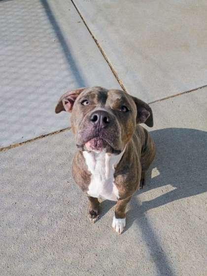Enlarge Marley, a Adoptable mixed breed in Beatrice, NE image 2/2