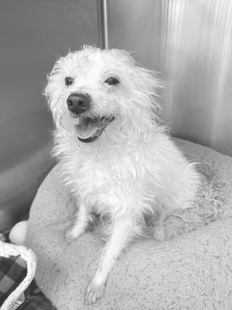 Enlarge Gabe, a Adopted Maltese in La Porte, IN image 1/1