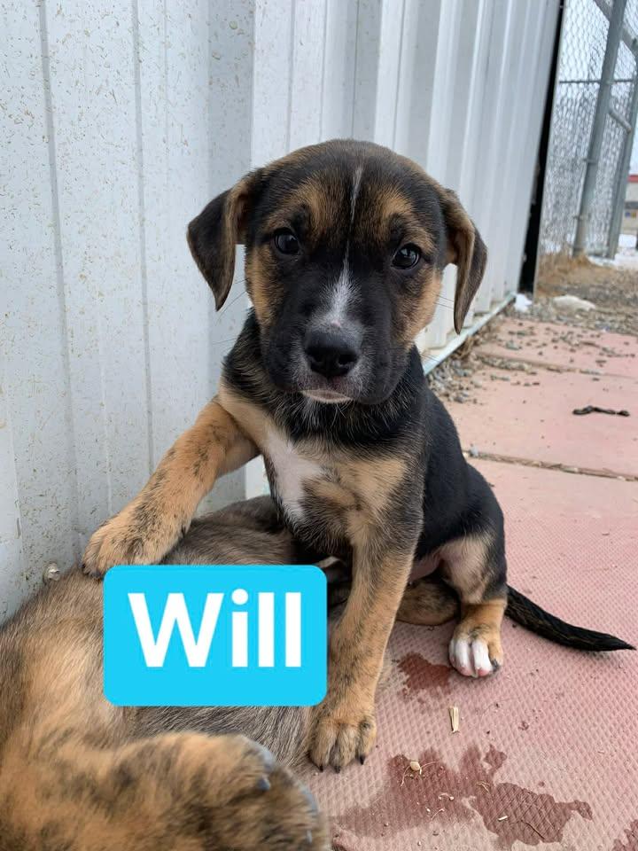 Will, ADOPTABLE, Young Male Shepherd.