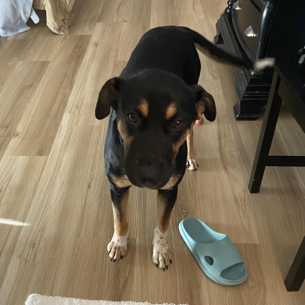 Enlarge Bella Girl, a Adoptable mixed breed in Aberdeen, NC image 3/6