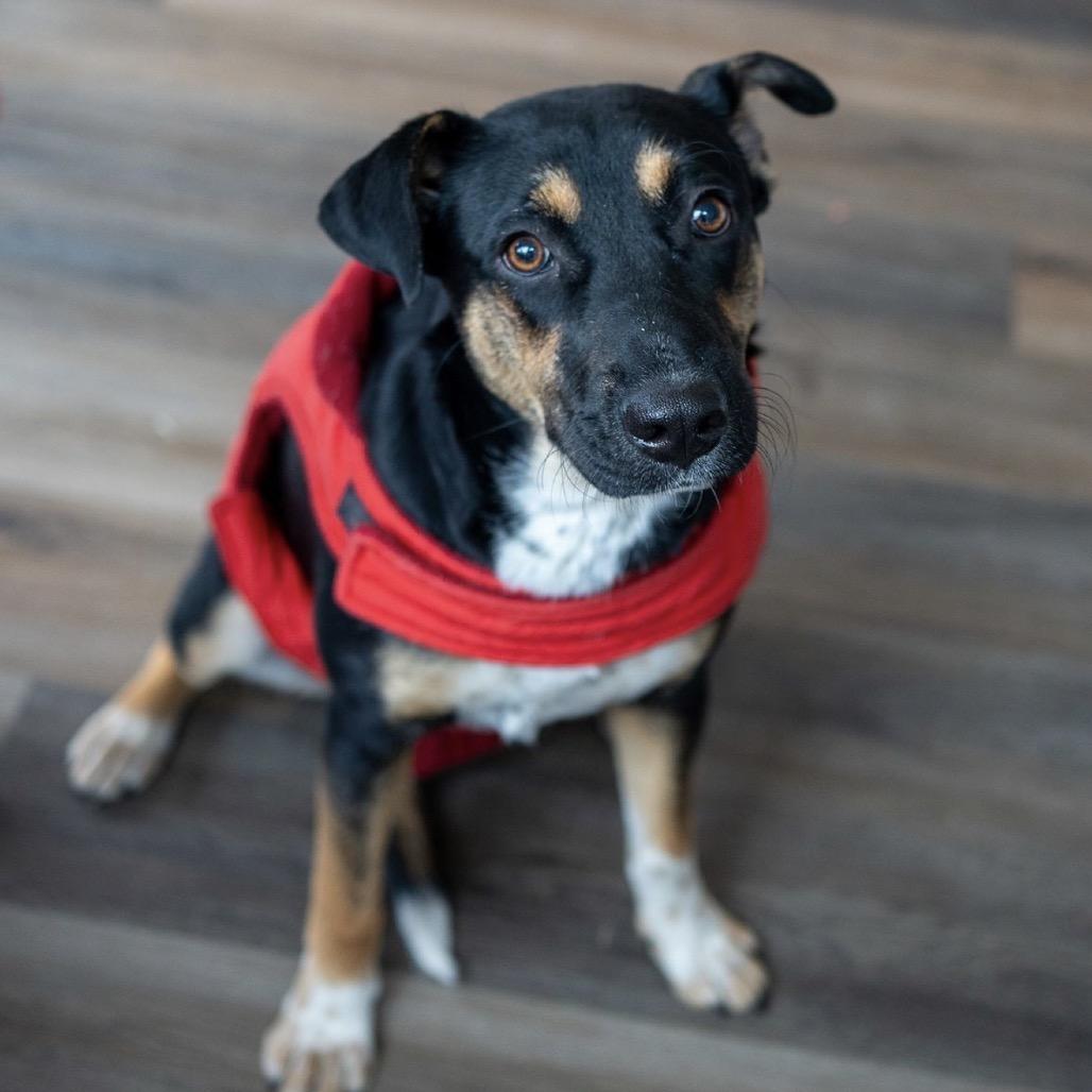 Bella Girl, Adoptable, Young Female Mixed Breed.