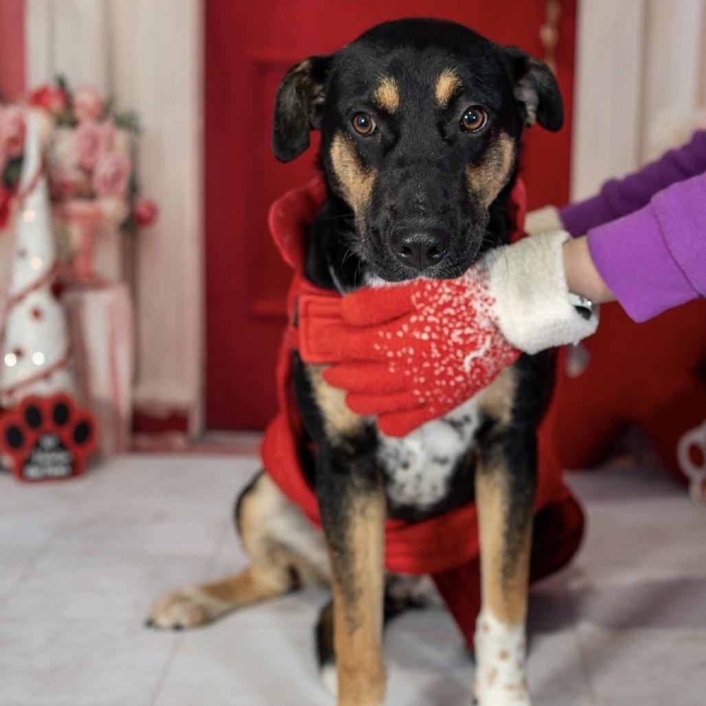 Enlarge Bella Girl, a Adoptable mixed breed in Aberdeen, NC image 4/6