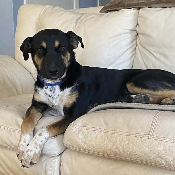 Enlarge Bella Girl, a Adoptable mixed breed in Aberdeen, NC image 2/6