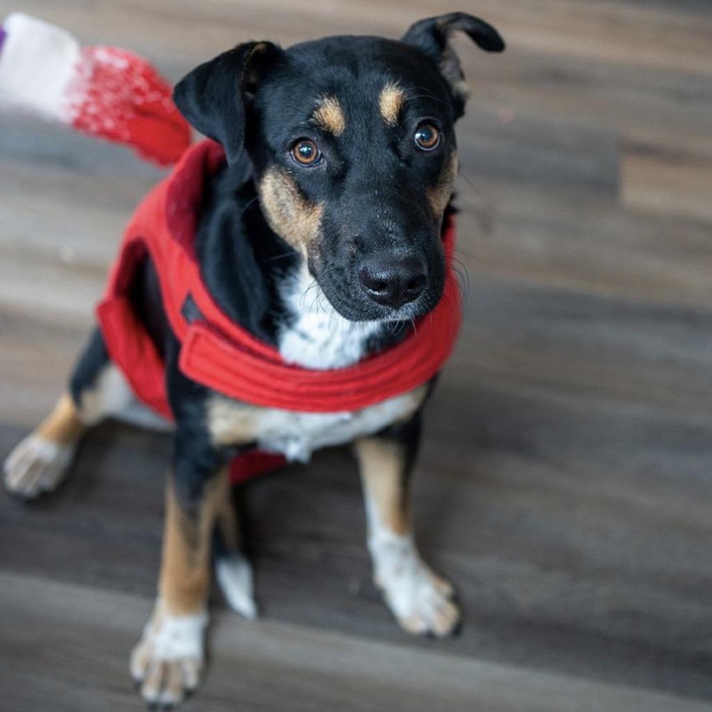 Enlarge Bella Girl, a Adoptable mixed breed in Aberdeen, NC image 5/6