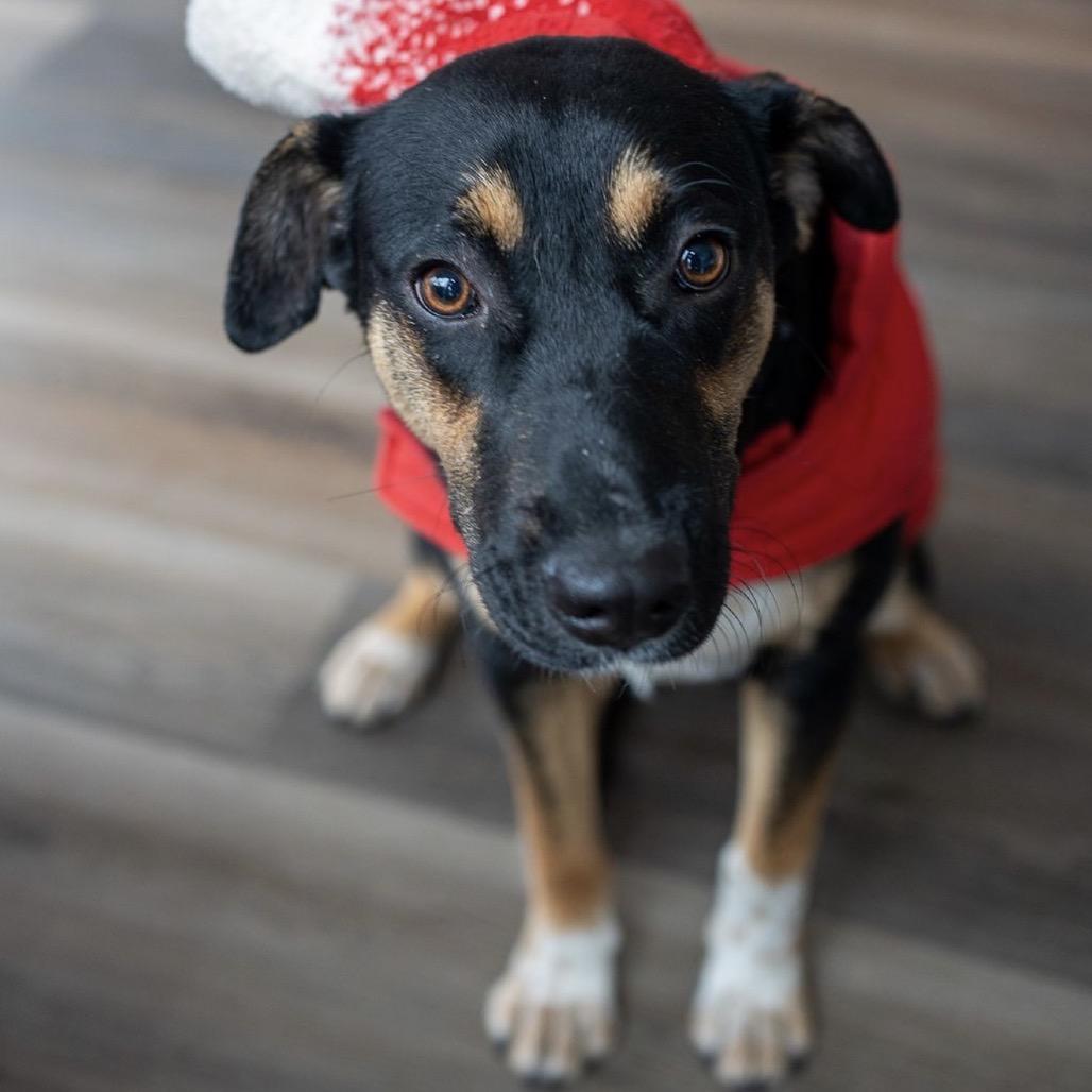 Enlarge Bella Girl, a Adoptable mixed breed in Aberdeen, NC image 6/6