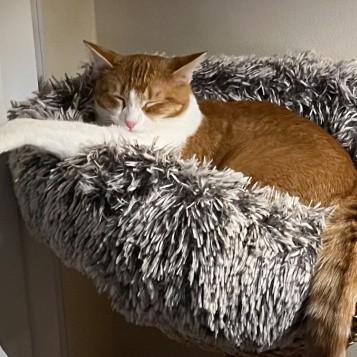 Moses, Adoptable, Young Male Tabby.