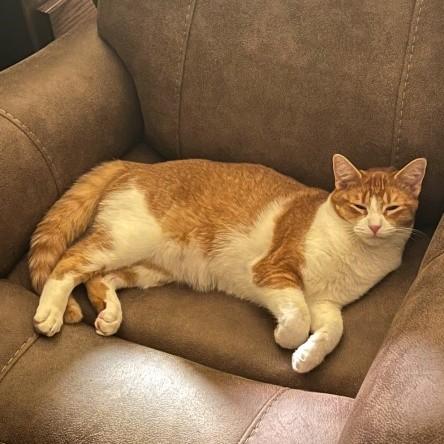 Moses, a Adoptable Tabby in Egg Harbor City, NJ image 2/4