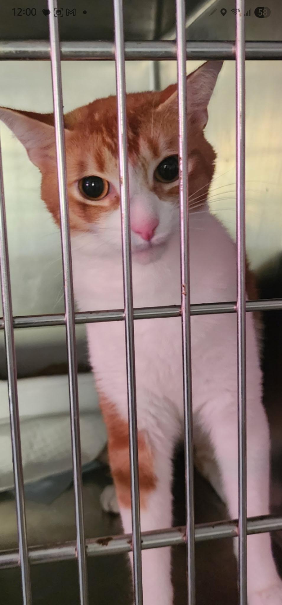 Moses, a Adoptable Tabby in Egg Harbor City, NJ image 3/4