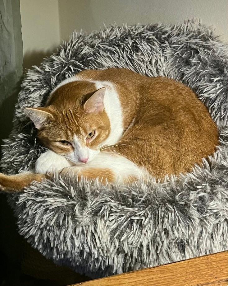 Moses, a Adoptable Tabby in Egg Harbor City, NJ image 4/4
