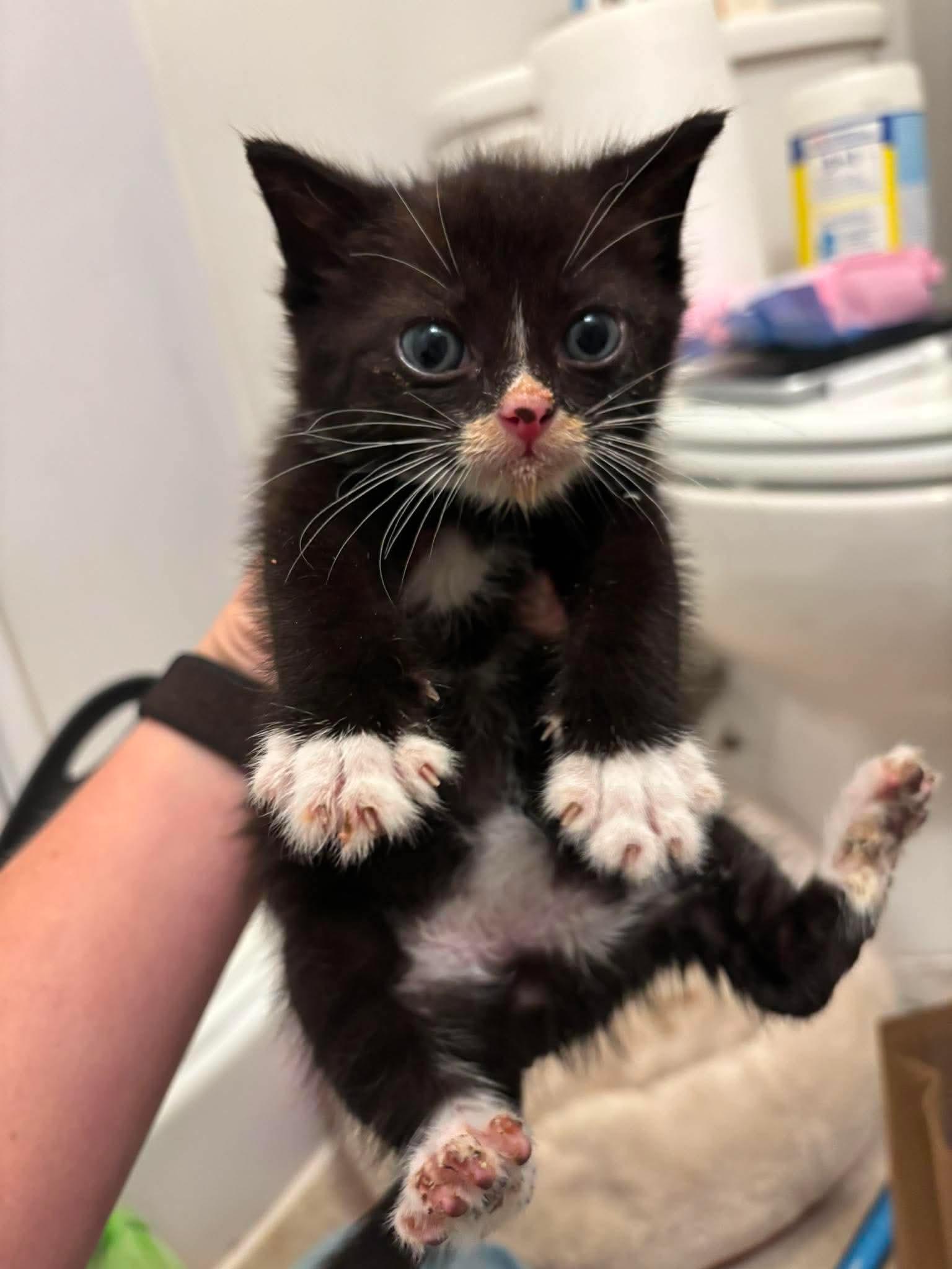 Kitten 2, Adoptable, Kitten Male Domestic Medium Hair.