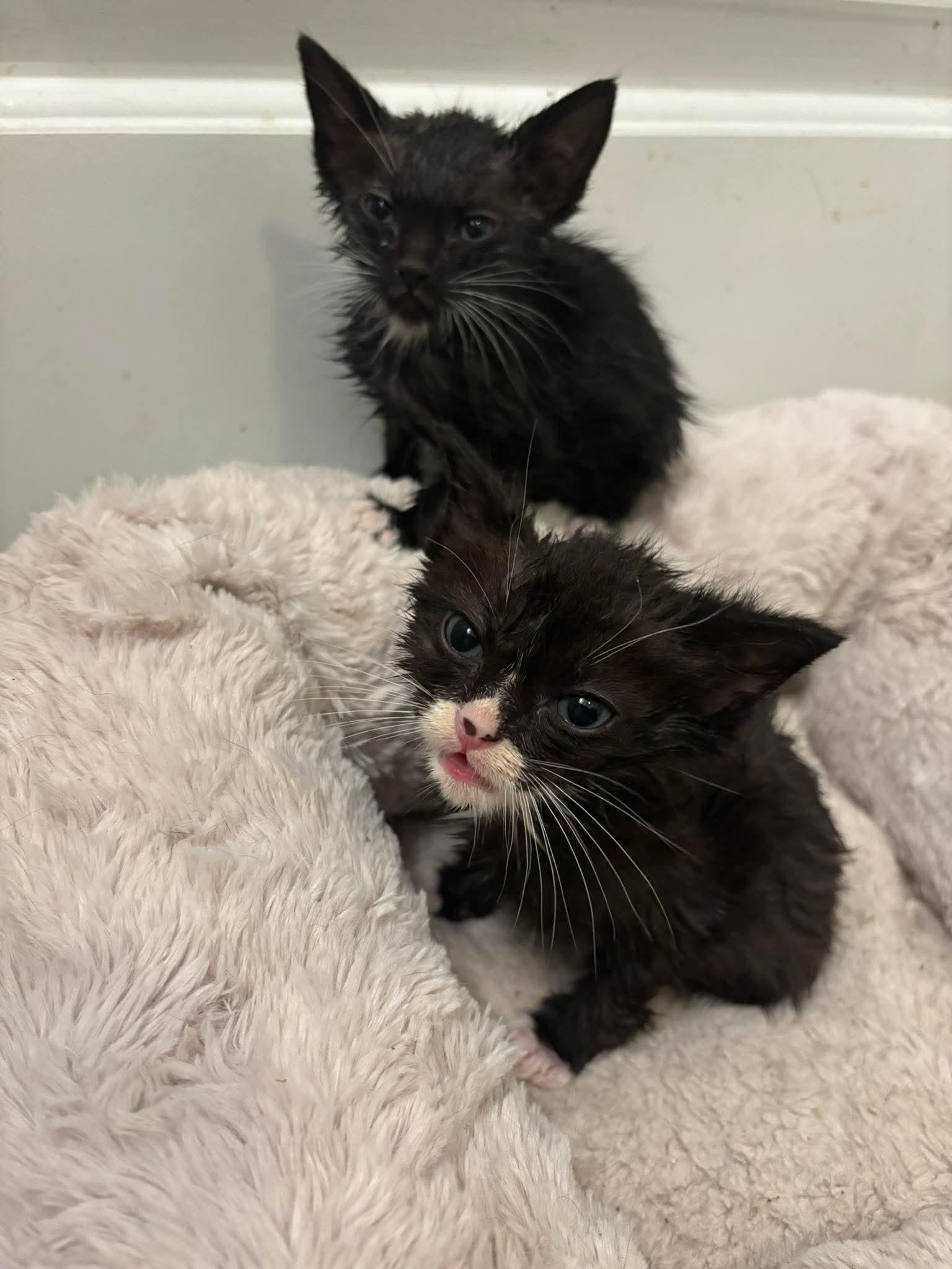 Enlarge Kitten 2, a Adoptable Domestic Medium Hair in Stephens City, VA image 2/3