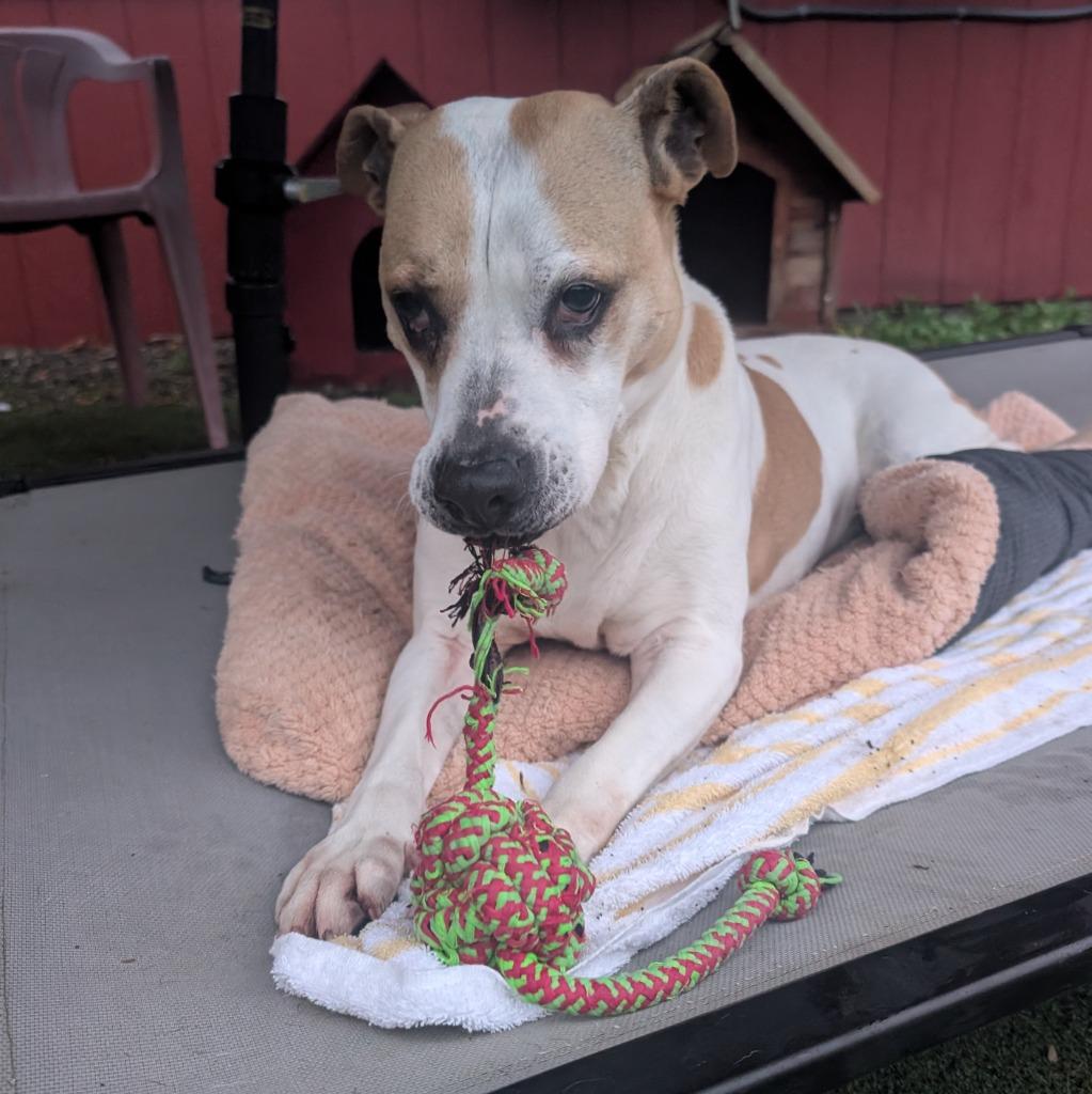 Roxanne, Adoptable, Senior Female Pit Bull Terrier & Boxer.