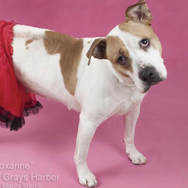 Enlarge Roxanne, a Adoptable mixed breed in Aberdeen, WA image 2/5