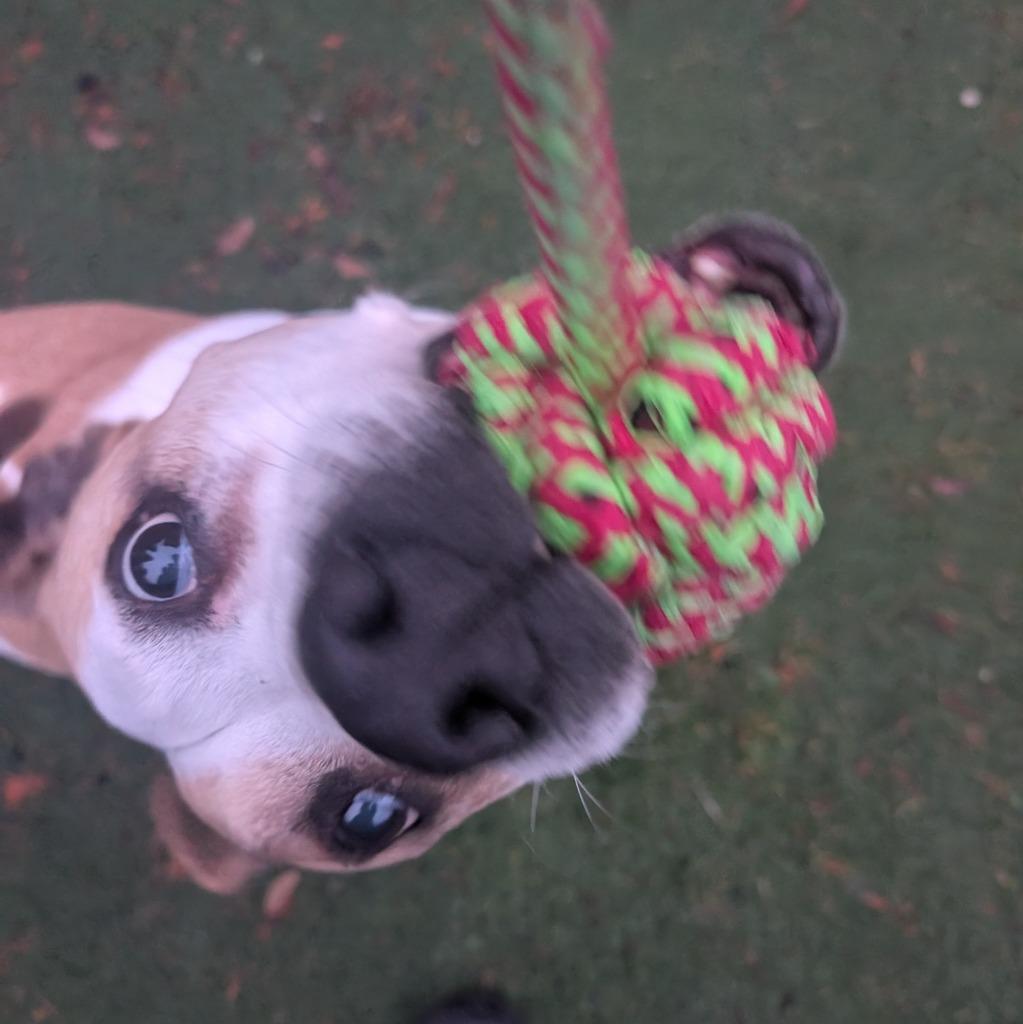 Enlarge Roxanne, a Adoptable mixed breed in Aberdeen, WA image 3/5