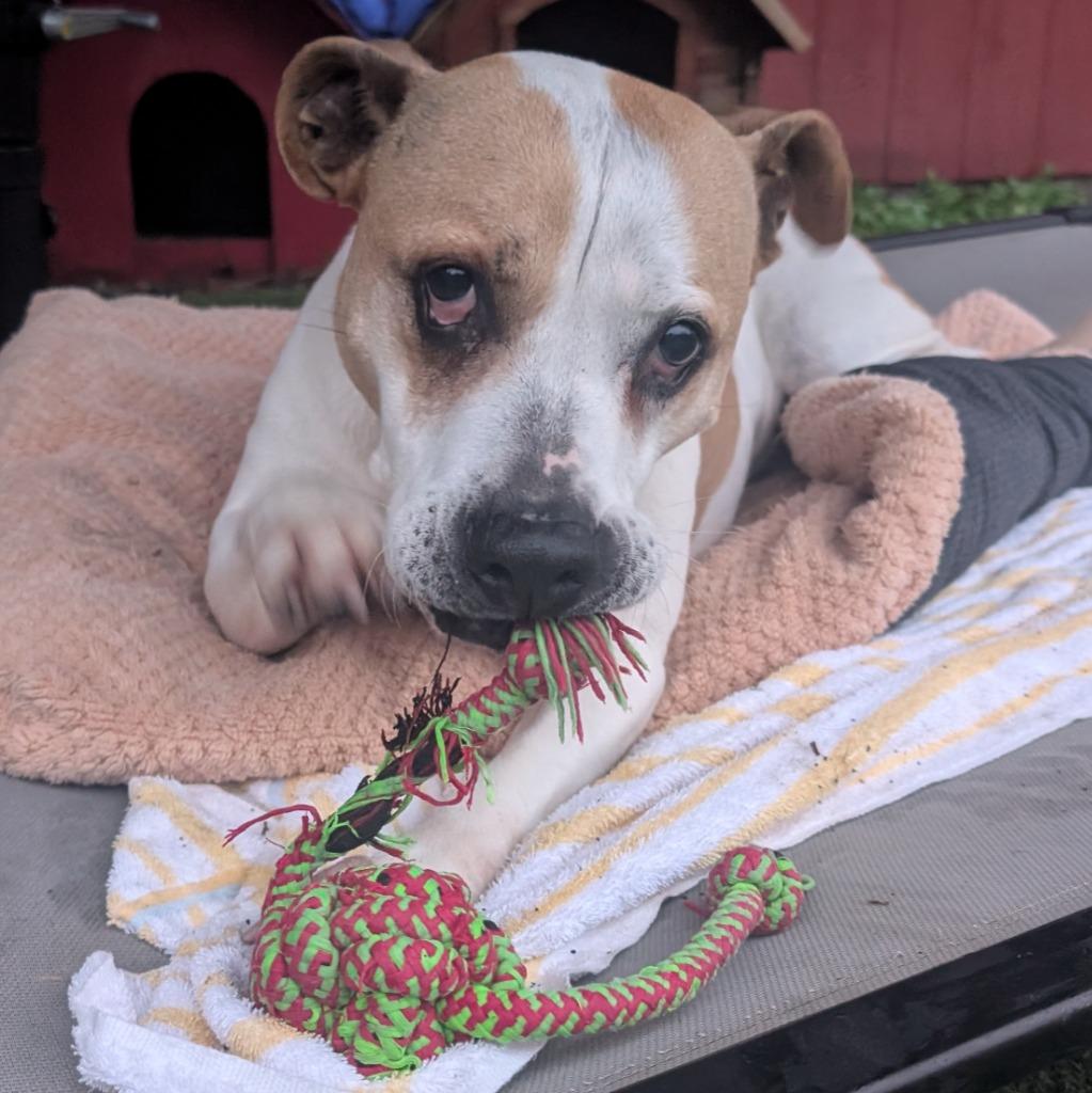 Enlarge Roxanne, a Adoptable mixed breed in Aberdeen, WA image 4/5