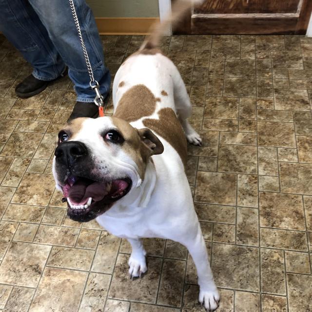 Enlarge Roxanne, a Adoptable mixed breed in Aberdeen, WA image 5/5