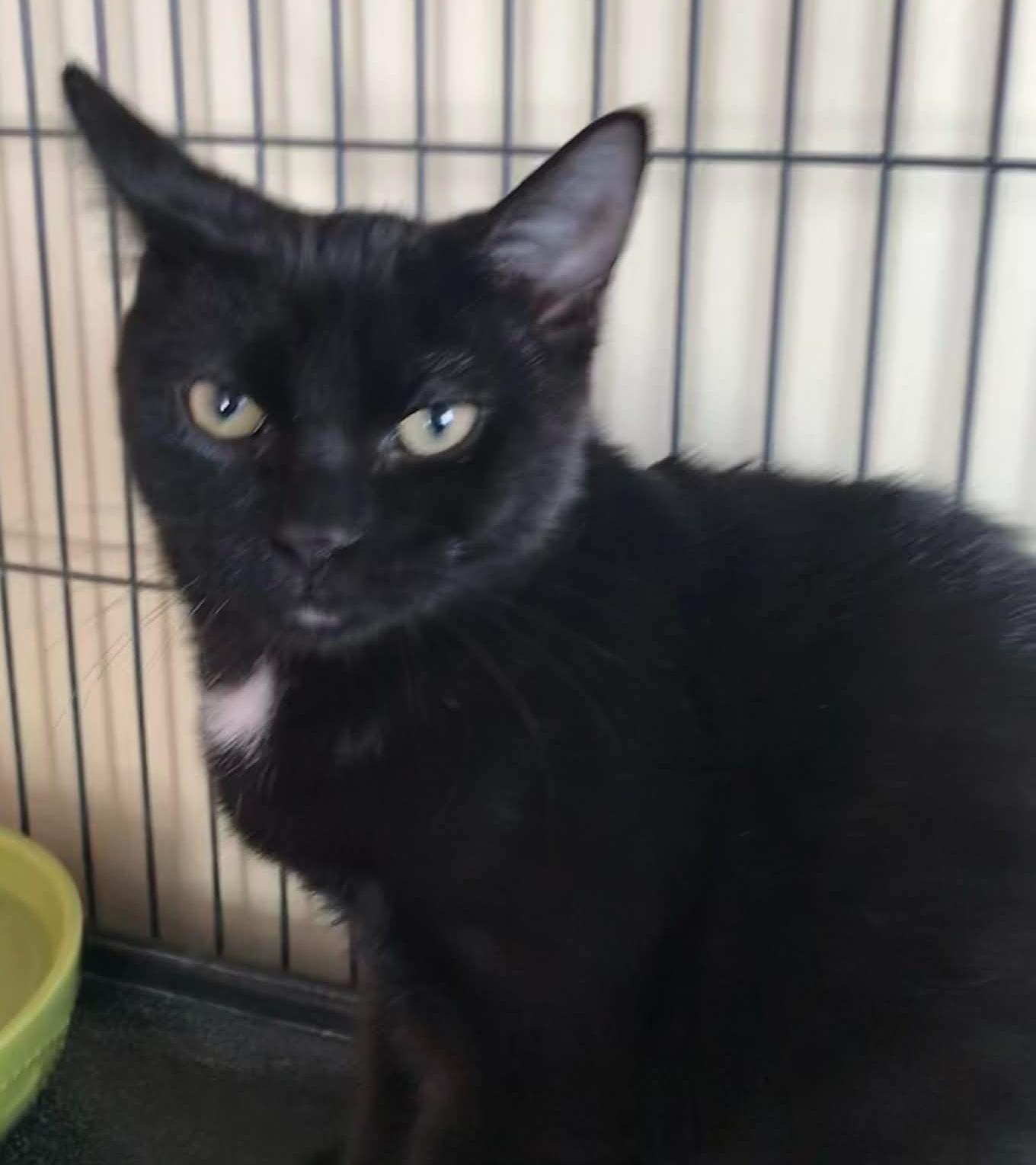 Toe-ni, Adoptable, Adult Male Domestic Short Hair.