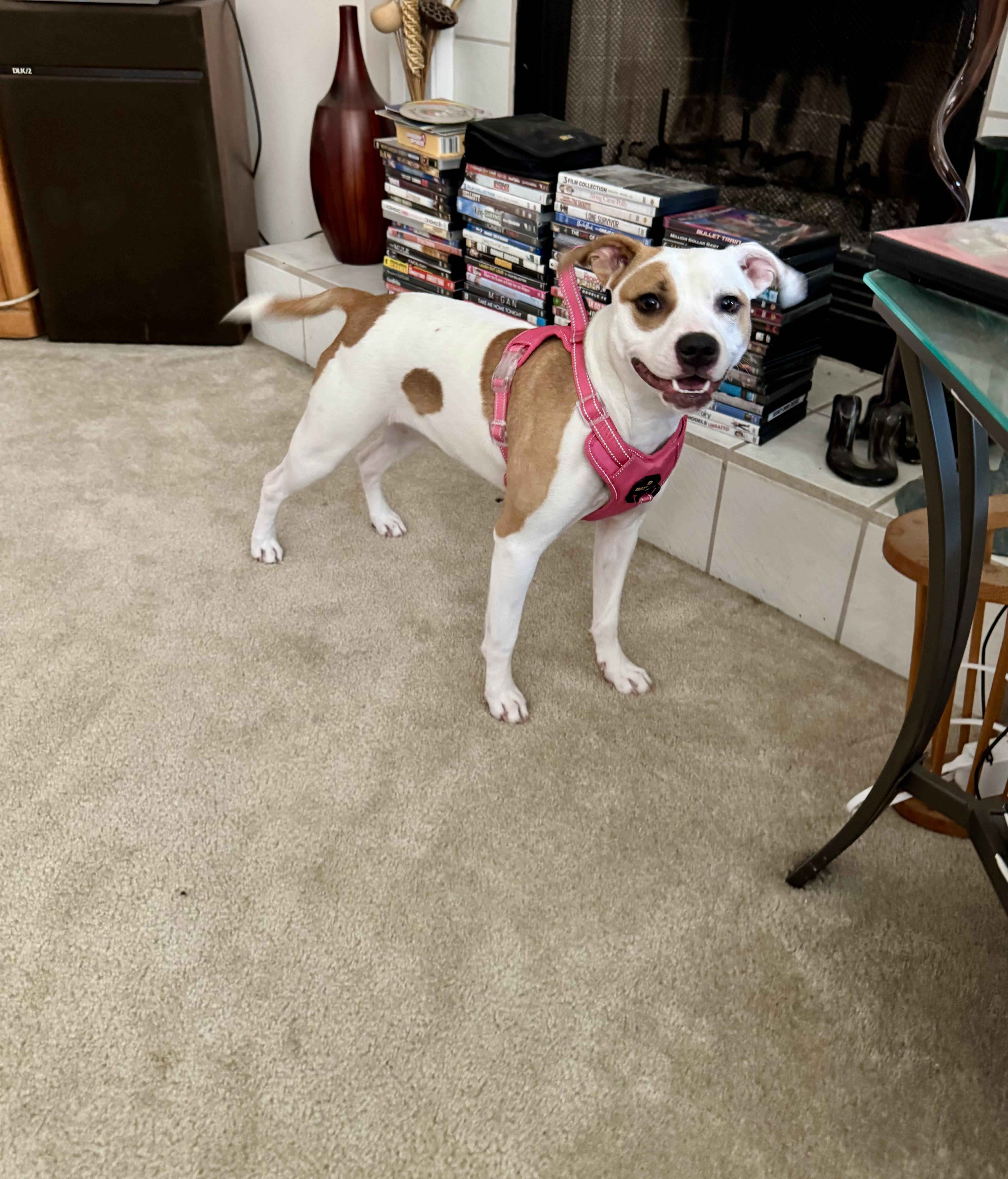 Enlarge ROXY…27 lbs sweet, fun, SMART!!!, a Adoptable mixed breed in Cantonment, FL image 2/6