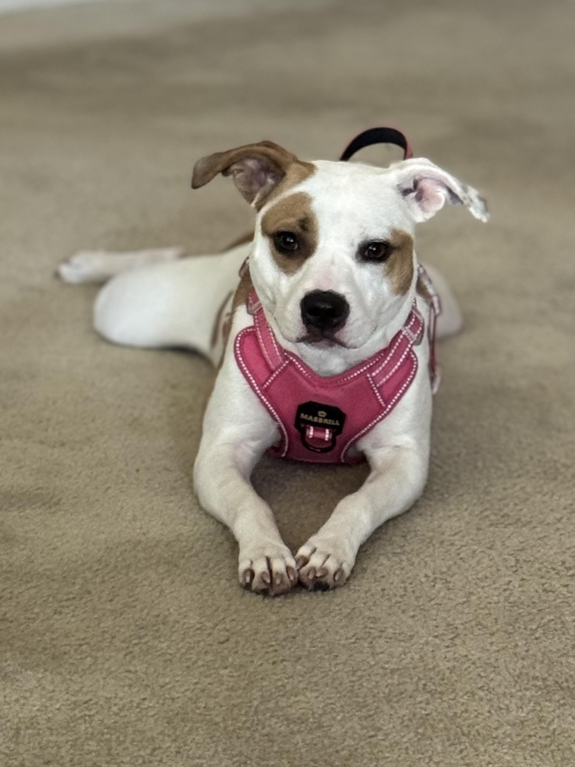 Enlarge ROXY…27 lbs sweet, fun, SMART!!!, a Adoptable mixed breed in Cantonment, FL image 5/6