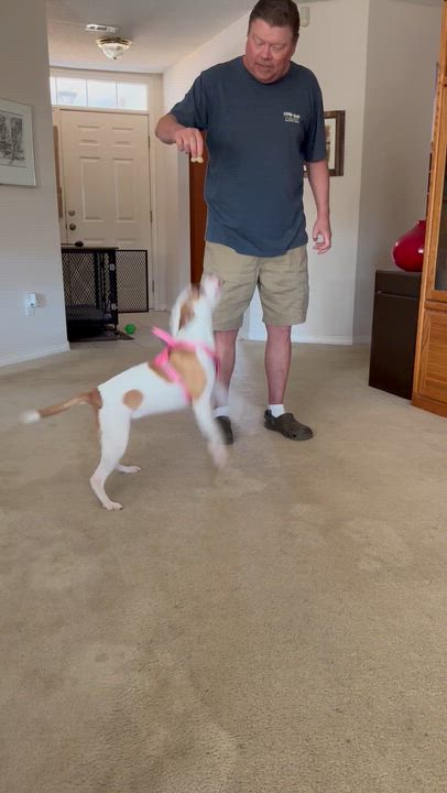 Enlarge ROXY…27 lbs sweet, fun, SMART!!!, a Adoptable mixed breed in Cantonment, FL video 4/6