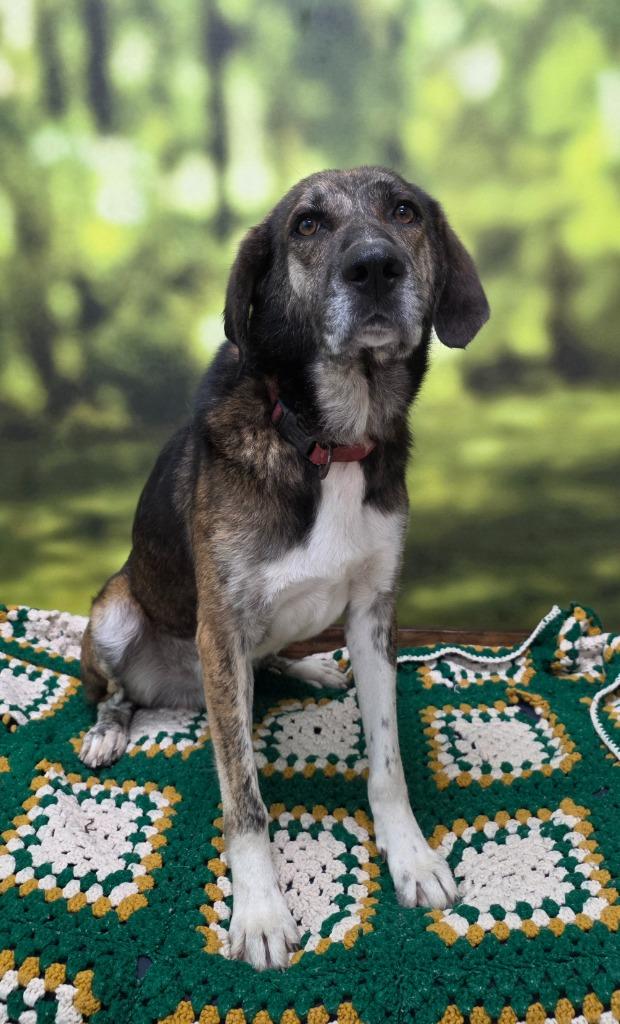 Enlarge Apollo, a Adoptable mixed breed in Little Rock, AR image 1/1