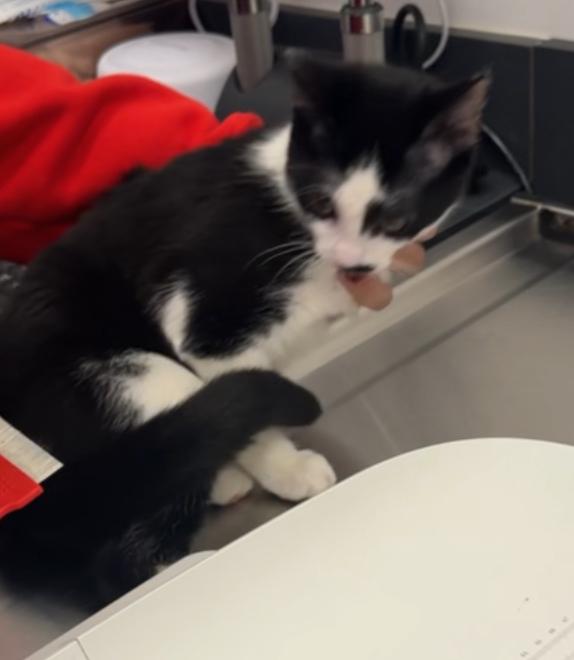 Olive, Adoptable, Kitten Female American Shorthair.