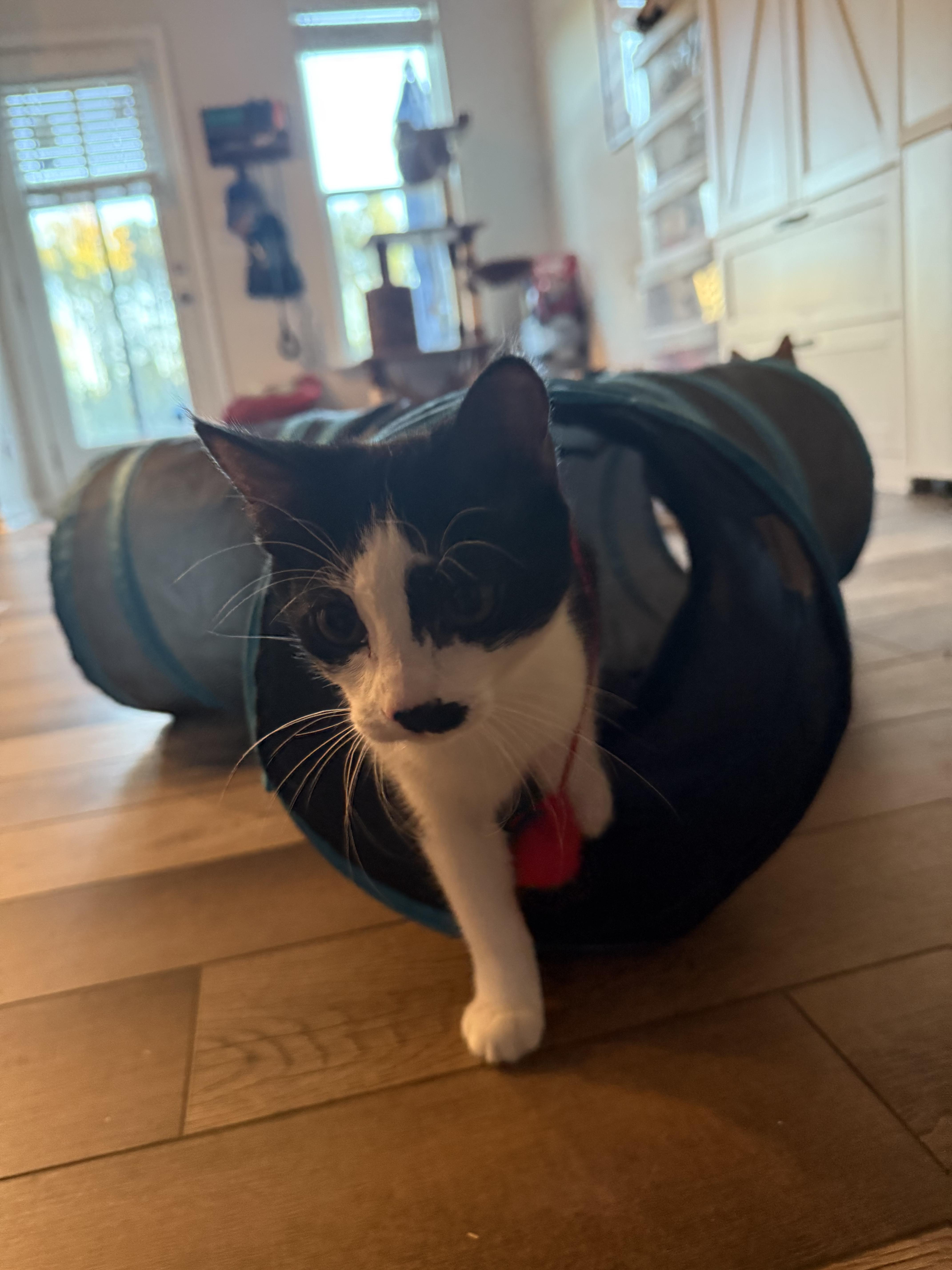 Olive, Adoptable, Kitten Female American Shorthair.