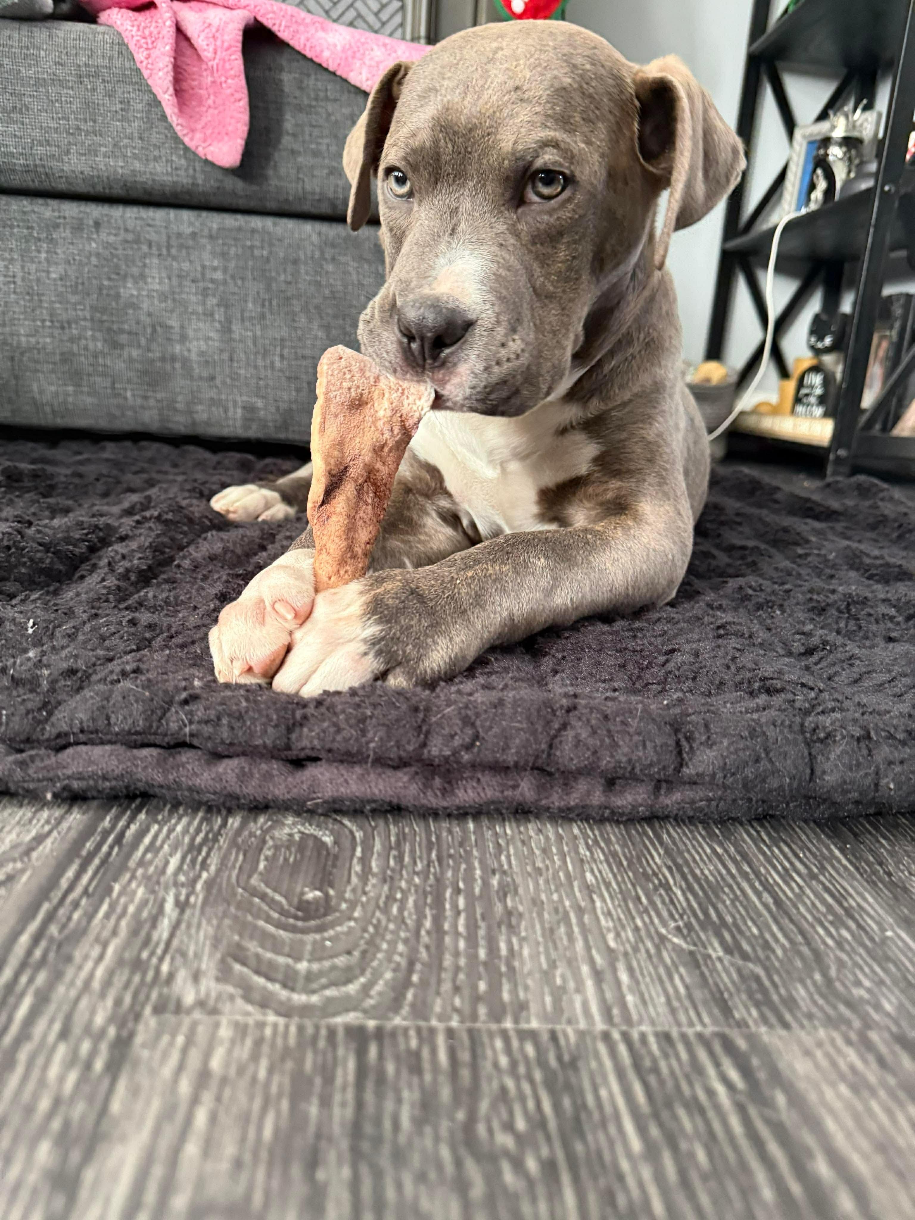 Kramer, adopted, Puppy Male Pit Bull Terrier.