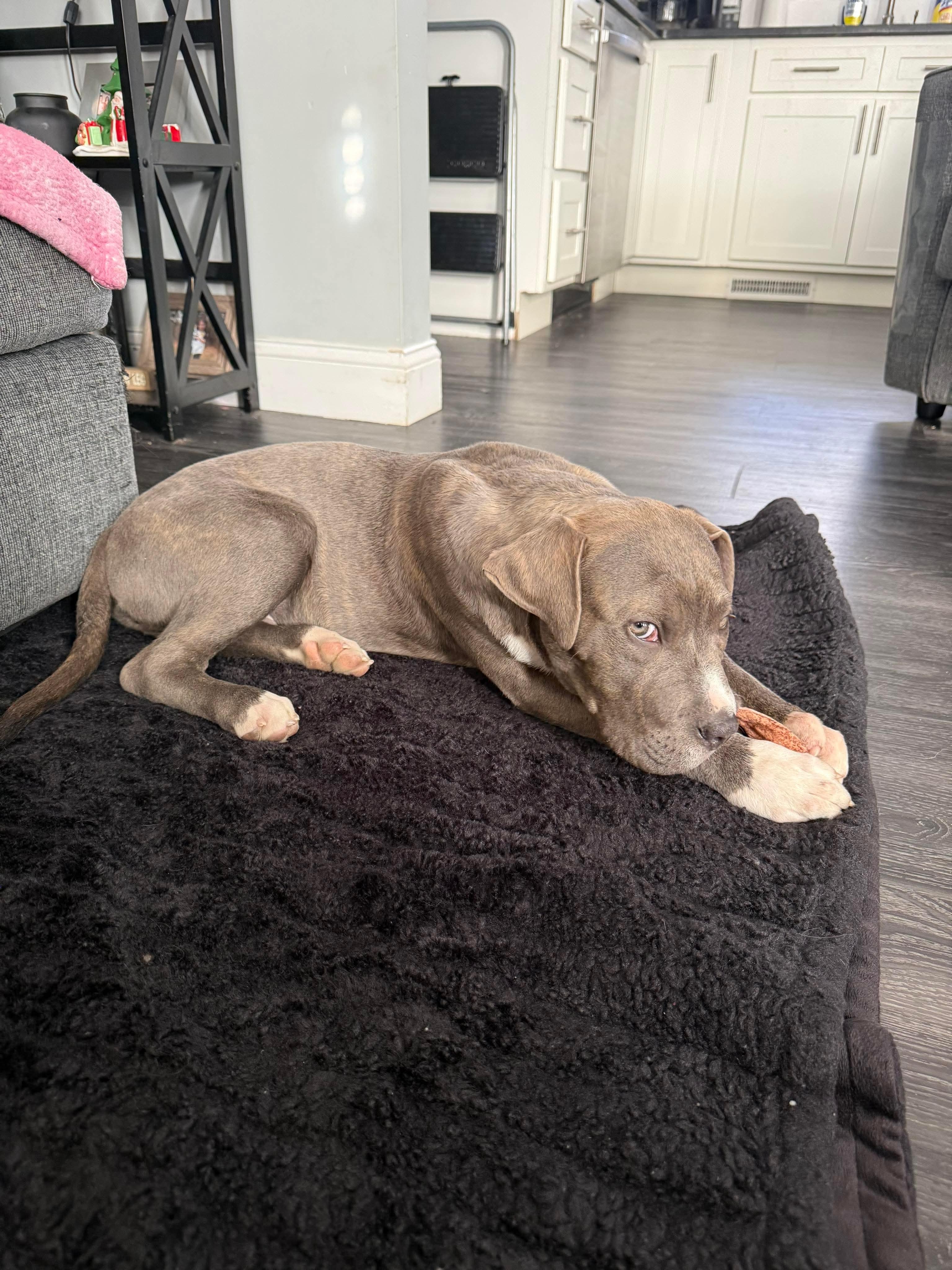 Kramer, an adopted mixed breed in Jackson , NJ image 2/2