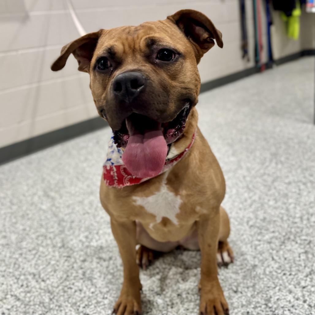 Nomi, Adoptable, Adult Female American Staffordshire Terrier.