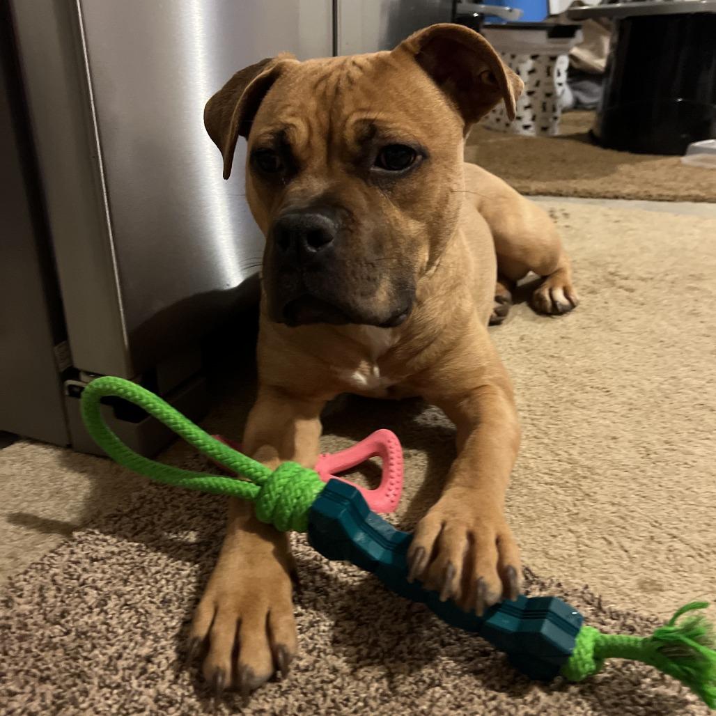 Enlarge Nomi, a Adoptable American Staffordshire Terrier in Smithville, TN image 3/6