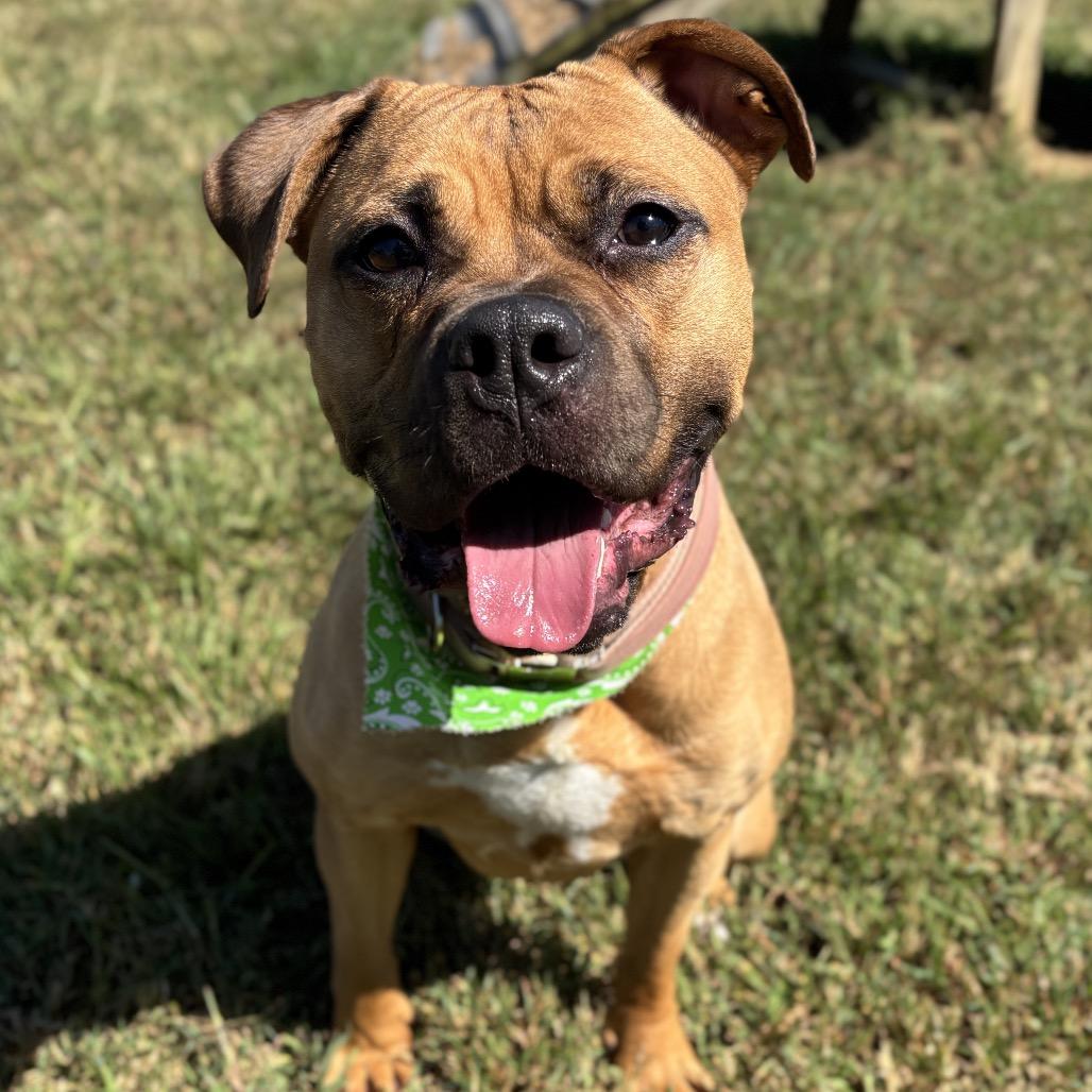 Enlarge Nomi, a Adoptable American Staffordshire Terrier in Smithville, TN image 4/6